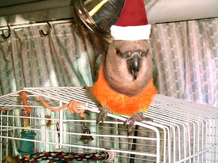 Yule bird